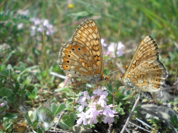 Farfalla da identificare - Euphydryas aurinia